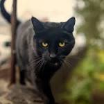 The Bombay Cat Breed | A Miniature Wild Panther