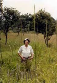 Image result for Cheilanthes angustifrondosa