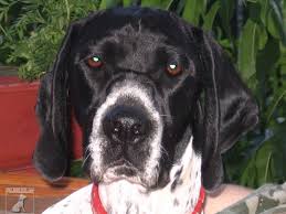 Image result for auvergneský ohař