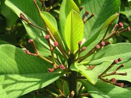 Image result for Euphorbia grantii