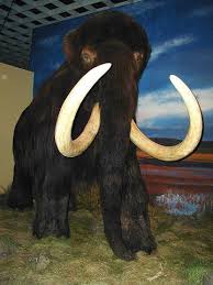 Warum sind die mammuts ausgestorben? Mammut Gen Rekonstruiert Blonde Fellfarbung Entdeckt Wikinews Die Freie Nachrichtenquelle