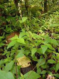 Image result for Cyathula