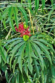 Image result for Jatropha multifida