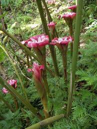 Etlingera Venusta Malay Rose World Of Flowering Plants Flower Garden Beautiful Flowers Pictures Beautiful Flowers
