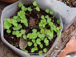 Full sun to partial shade… Photo Of The Seedling Or Young Plant Of French Hollyhock Malva Sylvestris Zebrina Posted By Texasplumeria87 Garden Org