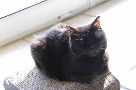 This entry was posted in charity, events and tagged cat, cats, cute, funny, katze, katzen, katzenworld, kawaii, pets, ねこ, 猫. Katzen Suchen Ein Zu Hause Agentur Wassenhoven