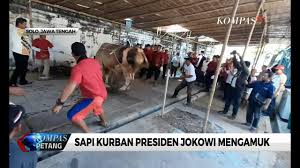 V1.3.0night mode support for youtube added. 99 Gambar Sapi Animasi Hd Lengkap Cikimm Com