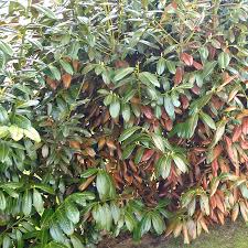 Kirschlorbeer schneiden wann und wie garten and gardens. Erfrorenen Kirschlorbeer Im Fruhjahr Zuruckschneiden Ndr De Ratgeber Garten Zierpflanzen