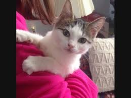 I have been volunteering for a local animal rescue for the past 7 years. Pet Adoption In The Wethersfield Area New Dogs Cats Added This Week Wethersfield Ct Patch