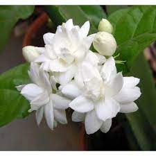 5 Arabian Tea Jasmine Seeds Rare Tropical Fragrant Flower While Perennial Bloom Jasmine Plant Fragrant Flowers Jasmine Flower