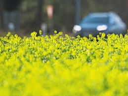 Der lat.name der pflanze ist helichrysum,wird 40 cmgross und kann sonnigstehen,ich habe im buch nach geschaut und dort gefunden das es ein currykraut sein soll.was meint ihr.l.gpetra 24.04.2010, 18:31 senfkraut # 4 Gelbe Felder Ist Das Raps Oder Senf