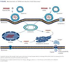 The vaccines from pfizer and moderna were the first inoculations approved for humans to use mrna, but the technology was being worked on for decades before it was adapted to vaccine creation. Covid 19 Jumpstarts Rna Cancer Vaccine Field