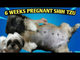 Dog pregnancy week by week images shih tzu. Pregnant Shih Tzu Youtube