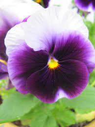 Pansy My Favorite Flowers Pansies Flowers Clematis Flower Viola Flower