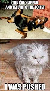 Wet Angry Cat Animal Jokes Cute Funny Animals Funny Animals