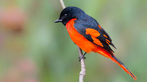 Black Bird With Orange Stripe On Wing Long Tailed Minivet Boluo 1600x900 Long Tail Image Hd Wallpaper