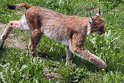 Replaced old english lox as the animal died out in britain during the middle ages. ÙˆØ´Ù‚ ÙˆÙŠÙƒÙŠØ¨ÙŠØ¯ÙŠØ§