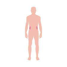 About two months before a male baby is born, the testes start to drop down. Abdominal Cavity Organs Of Human Body Infographic Male Body Shape With Kidneys Flat Vector Illustration Isolated On White Background Anatomical Internal Structure Ù…ÙˆÙ‚Ø¹ ØªØµÙ…ÙŠÙ…ÙŠ