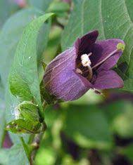Pin On Alice S English Tea Fruit Garden