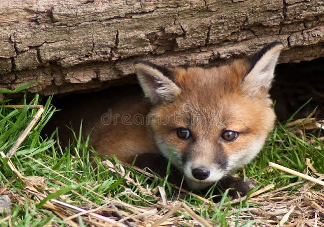 368 British Fox Hunting Stock Photos - Free & Royalty-Free Stock Photos from Dreamstime