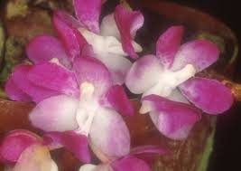 Image result for Angraecopsis parviflora