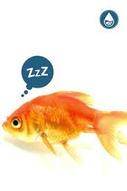 The goldfish in the bigger pond are more adventurous and getting bigger. 50 Beautiful Goldfish Images Ideas In 2021 Goldfish Common Goldfish Goldfish Tank