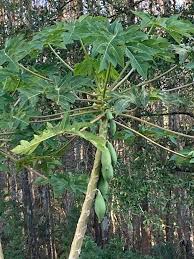 Image result for Landolphia villosa