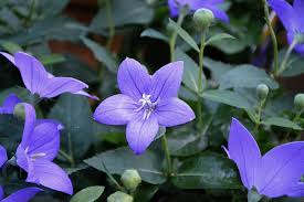 Familiar wild flowers watercolour flowers, white blooming flowers and green leaves, illustration of green plant with white flowers, watercolor painting, watercolor leaves. Flower Purple Flowers Green Leaves Purple Flower Violet Botany Flowering Plants Flowering Color Purple Pikist