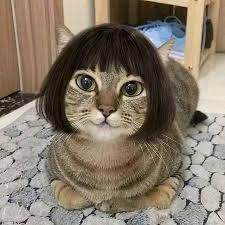 Cute Cat Bob Hair Wig In 2020 Funny Animals Cute Cats Cute Animals