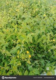 Image result for Pleurolobus salicifolius