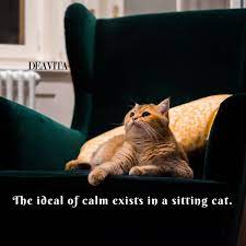 Short Quotes About Pets The Ideal Of Calm Exists In A Sitting Cat Funny Cat Cats Pets Quotes Short Lovely Cat Quotes Funny Cat Quotes Cats