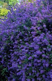 。 rarely out of flower from early summer to late autumn, producing large trusses of deep purple semi double flowers with white. California Lilac Ceanothus Tilden Park Front Yard Plants Trees To Plant California Native Plants