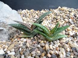 Image result for Aloe inyangensis