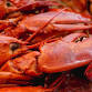 Live Maine Lobster event image