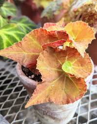 Image result for Begonia rostrata