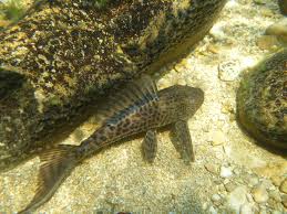 Maybe you would like to learn more about one of these? Pet Fish Invade Ecosystem Upending Nutrients And Impoverishing Fishers