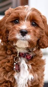 Every time i give my dog a bath she wont come near me for several hours. Sign In Cute Cats And Dogs Dog Walker Business Cards Dog Shots