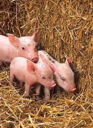 Every animal has it's purpose, and many were created to benefit mankind, like cows for milk. How To Decide If A Pet Pig Is Right For You Pethelpful