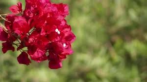 Cara membuat bunga dari kertas | diy bikin bunga kertas. Bougainvillea Are Also Known As Buganvilla Bugambilia Bouganvilla Pokok Bunga Kertas Bougenville Napoleon Jahanamiya Veranera Trinitaria Santa Rita Papelillo Or Primavera Video By C Bestphotostudio Stock Footage 196038716