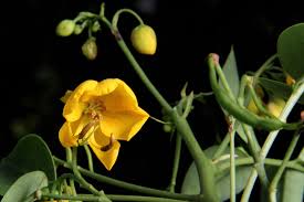 Image result for Senna septemtrionalis