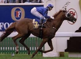 Jeune 1994 Melbourne Cup Melbourne Cup Winners Horse Racing Horses