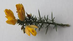 Image result for Ulex