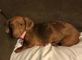 Find dachshund puppies and breeders in your area and helpful dachshund information. Dapple Dachshund Puppies Alabama 2020 Pets News And Review