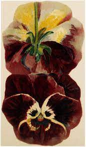10 Pansy Flower Images Pansies Flowers Flower Images Pansies