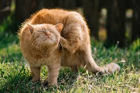 You can also use home remedies like a flea bath (either with flea shampoo or dawn dish soap), flea combs, and through vacuuming and. How To Get Rid Of Prevent Fleas On Cats Daily Paws