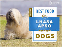 7 Best Foods To Feed An Adult And Puppy Lhasa Apso In 2019
