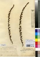 Image result for Cliffortia nitidula