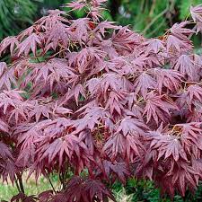 Клен японский красный веерный (acer palmatum dissectum atropurpureum). Buy Acer Atropurpureum Potted Garden Tree Fast Free Uk Delivery