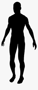 Human Clipart Human Silhouette Silhouette Of A Male Hd Png Download Kindpng