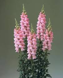 Image result for Antirrhinum